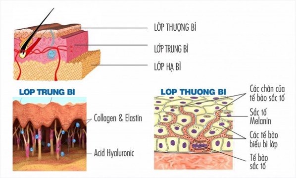 Gia công Kem body thải độc tắm trắng 5 cấu trúc bề mặt da