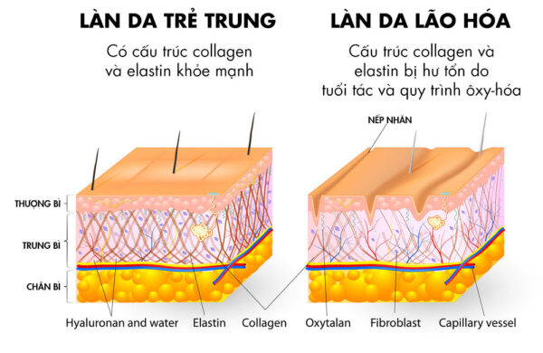 Gia công Ampoule giảm nhăn mắt lâu dài 9 cấu trúc da lão hóa