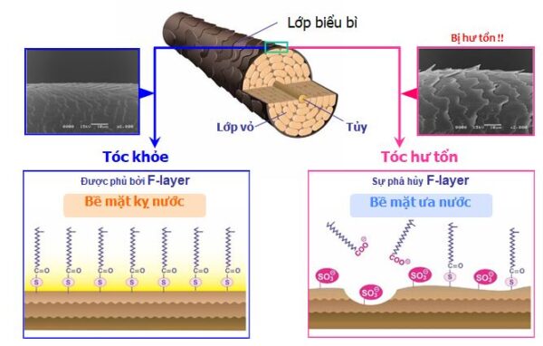 Gia công Dầu gội phục hồi tóc chiết xuất Đậu Hà Lan 3 cấu trúc sợi tóc