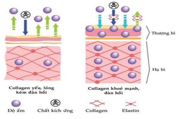 Cơ chế chống lão hóa của collagen Cơ chế chống lão hóa của collagen - gia công serum collagen ball chống lão hóa tại Gefco