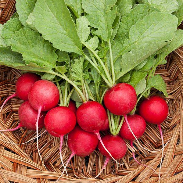 tác dụng củ cải đường tác dụng củ cải đường