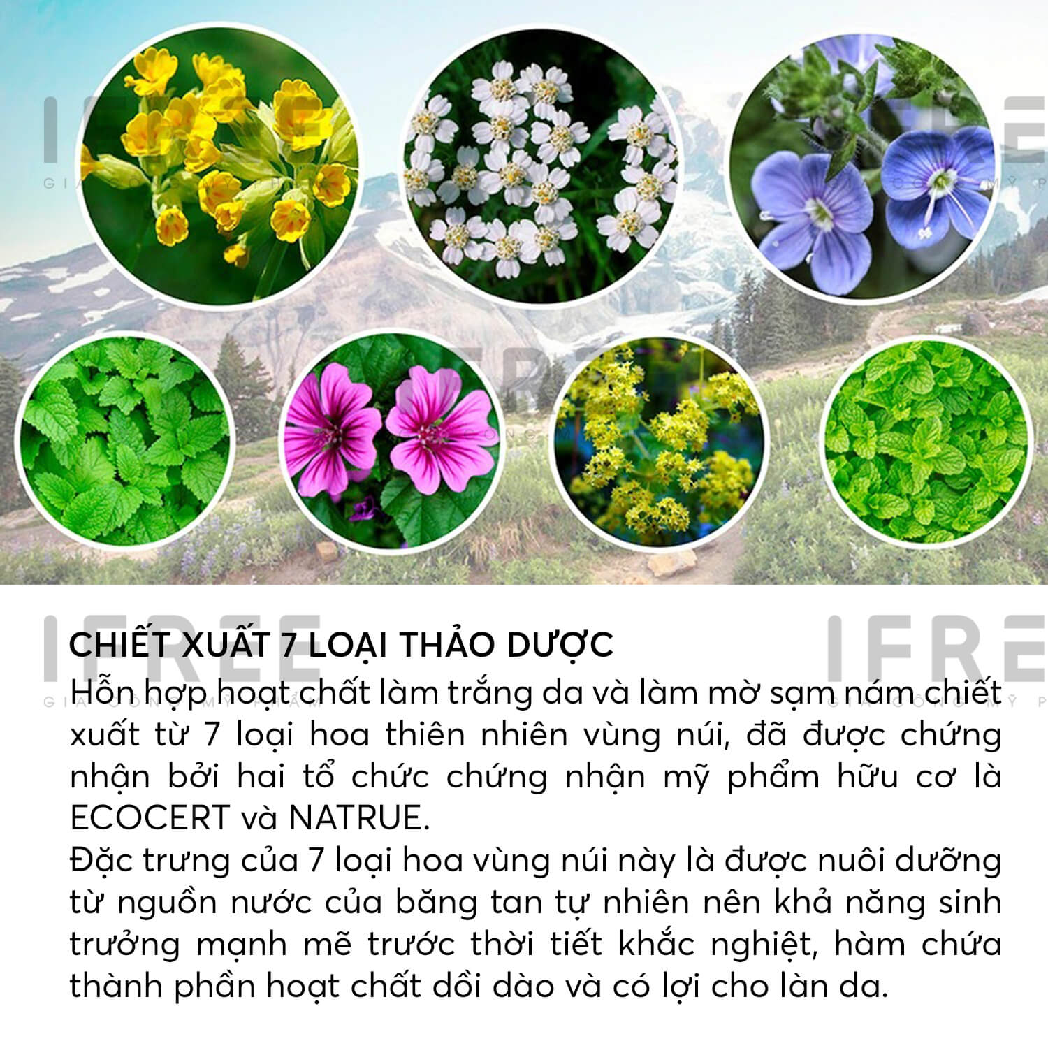 Gia công gel tắm thảo dược thiên nhiên cho làn da khoẻ mạnh 2 chiet xuat 7 loai thao duoc