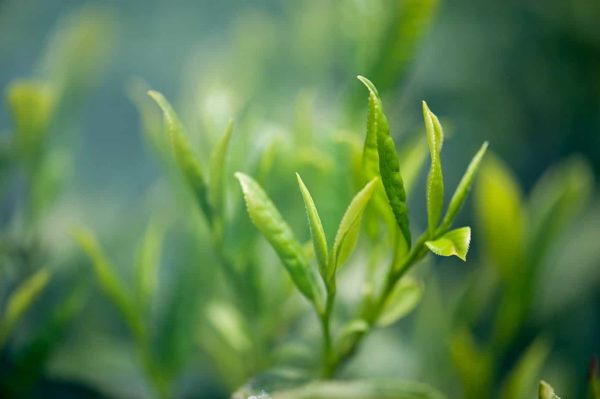 chiết xuất trà xanh chiết xuất trà xanh