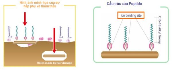 Gia công dầu xả phục hồi tóc không chứa Silicone 3 cơ chế phụ hồi tóc từ peptide đậu hà lan