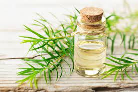 Gia công toner tràm trà 3 tinh dầu tràm trà - thành phần nguyên liệu trong công thức gia công toner tràm trà