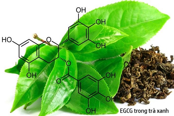 tác dụng EGCG tác dụng EGCG