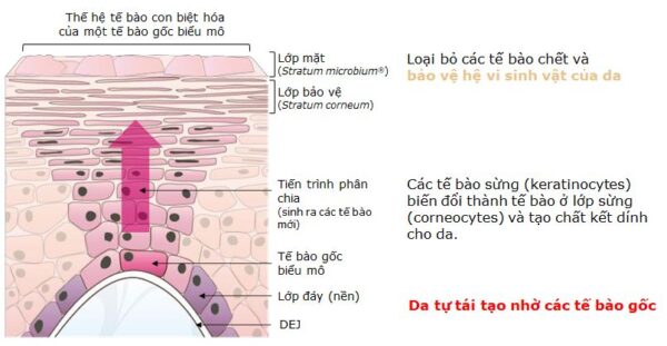 Gia công Serum tảo đỏ dưỡng trắng căng bóng 11 tác dụng chiết xuất cỏ chổi
