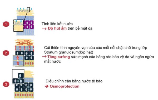 Gia công Essence cây hồi sinh 4 cấp nước, dưỡng ẩm của củ cải đường
