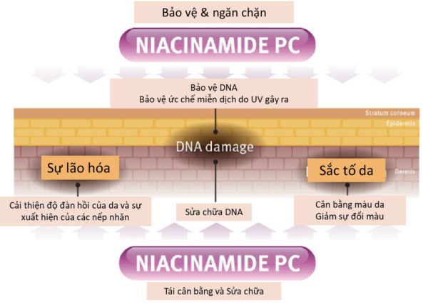 Gia công Kem vi kim tảo biển - Thay da trẻ hóa cho Spa 7 tác dụng vitamin b3