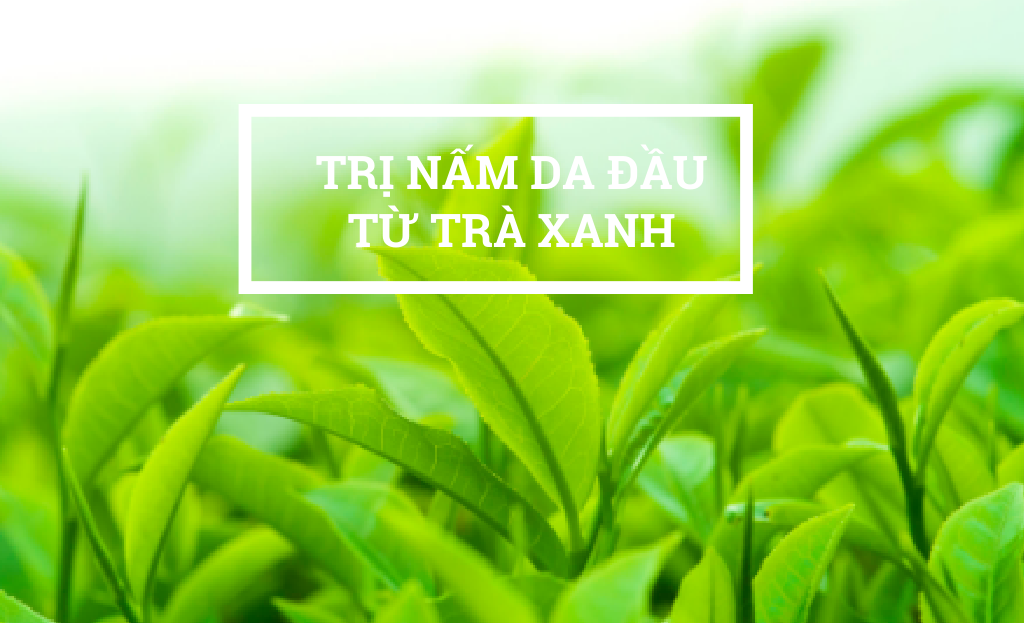 Gia công Dầu gội trị gàu chiết xuất trà xanh 2 Gia công Dầu gội trị gàu chiết xuất trà xanh