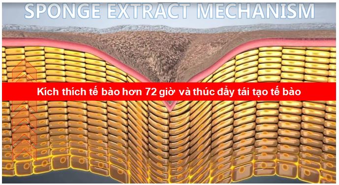 Gia công Serum vi kim 3 Cơ chế hoạt động của vi kim tảo biển - kích thích tế bào và tái tạo tế bào - gia công serum vi kim